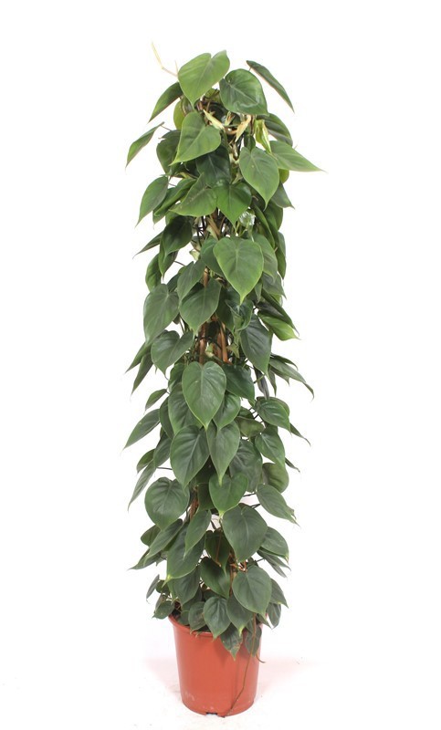 Philodendron scandens, D 27 cm Philodendron scandens, D 27 cm