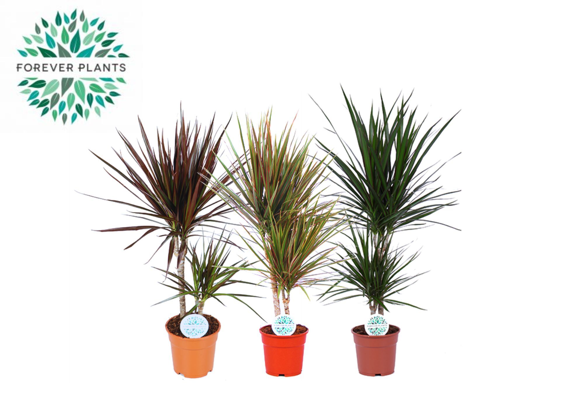 Groen Rios Mix p17, D 17