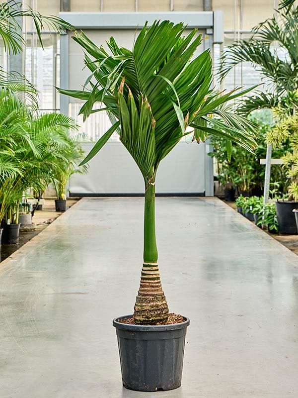 Areca catechu dwarf (150-170), D 33 cm