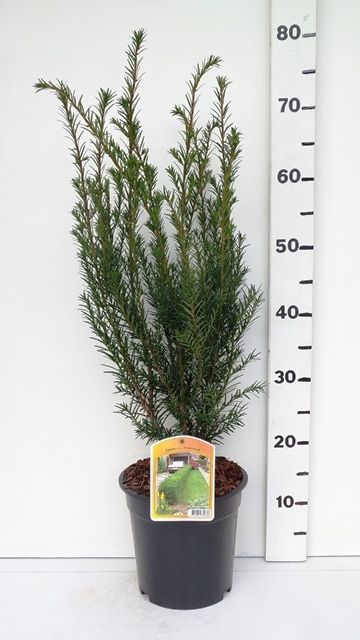 Taxus media 'Groenland', D 19