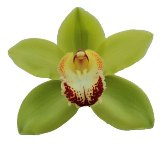 Цимбидиум Ноа x4 100, шт.