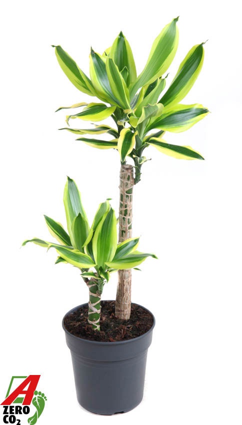 Dracaena Lemon Dream 45-15, D 19
