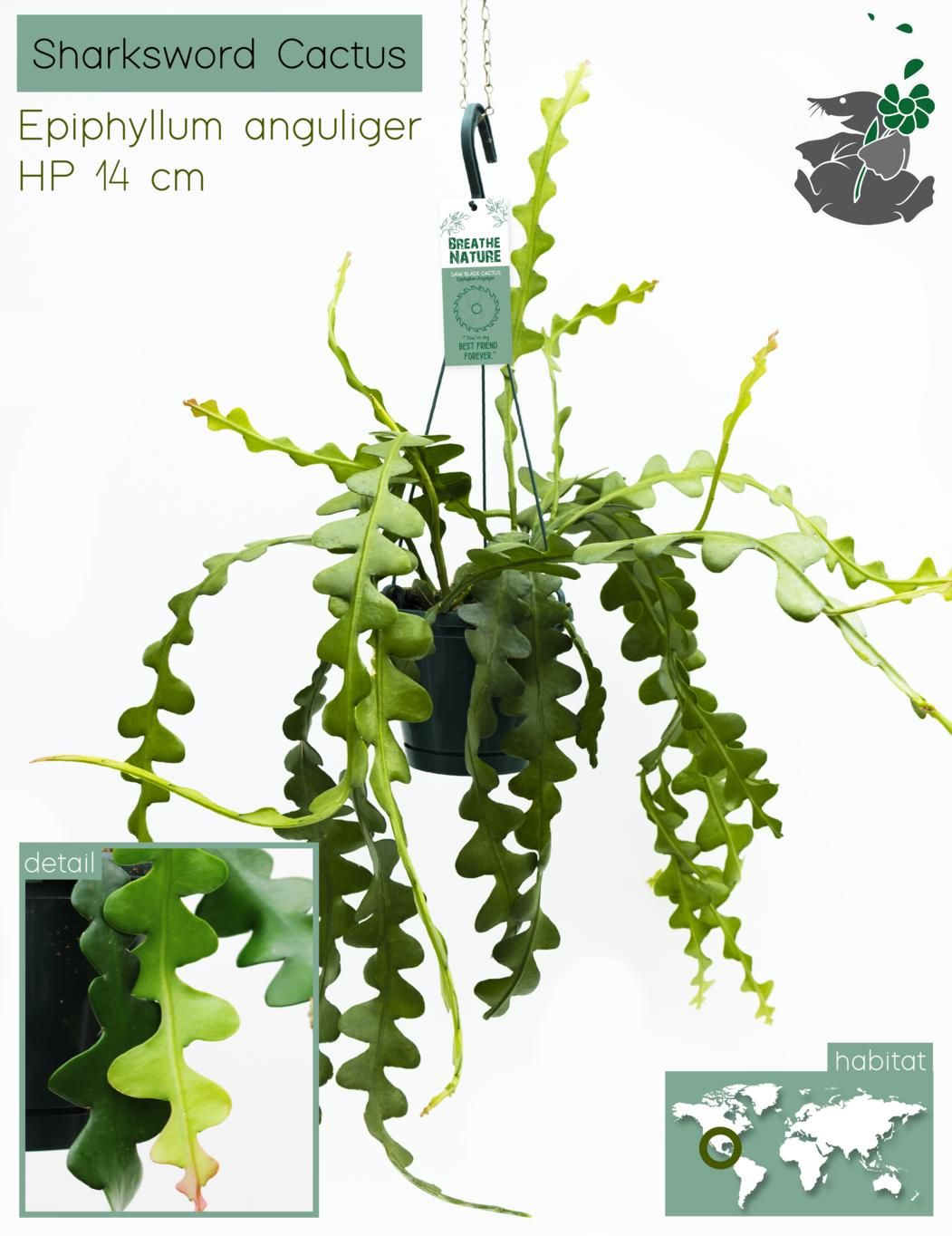Hangplanten MIX - DELUXE 14 cm, D 14