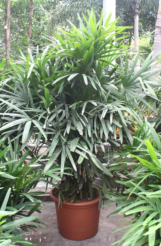 Rhapis excelsa, D 60
