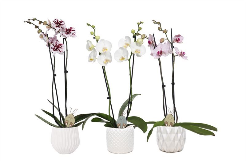 Dolomite p12 White mix Phal mix 2T14+, D 12 cm