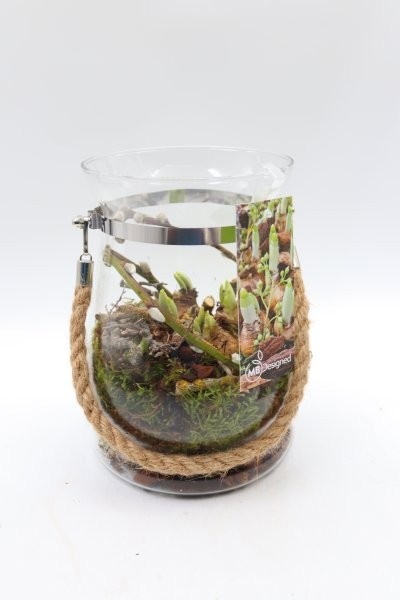 Narcis, glasvaas Bloomie, D 16