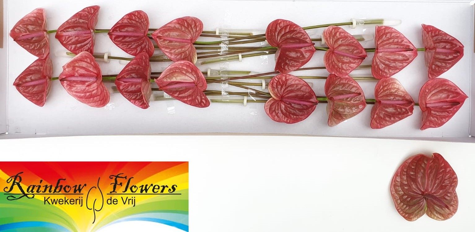 Антуриум Маришка (зелено-роз.) x16, шт.