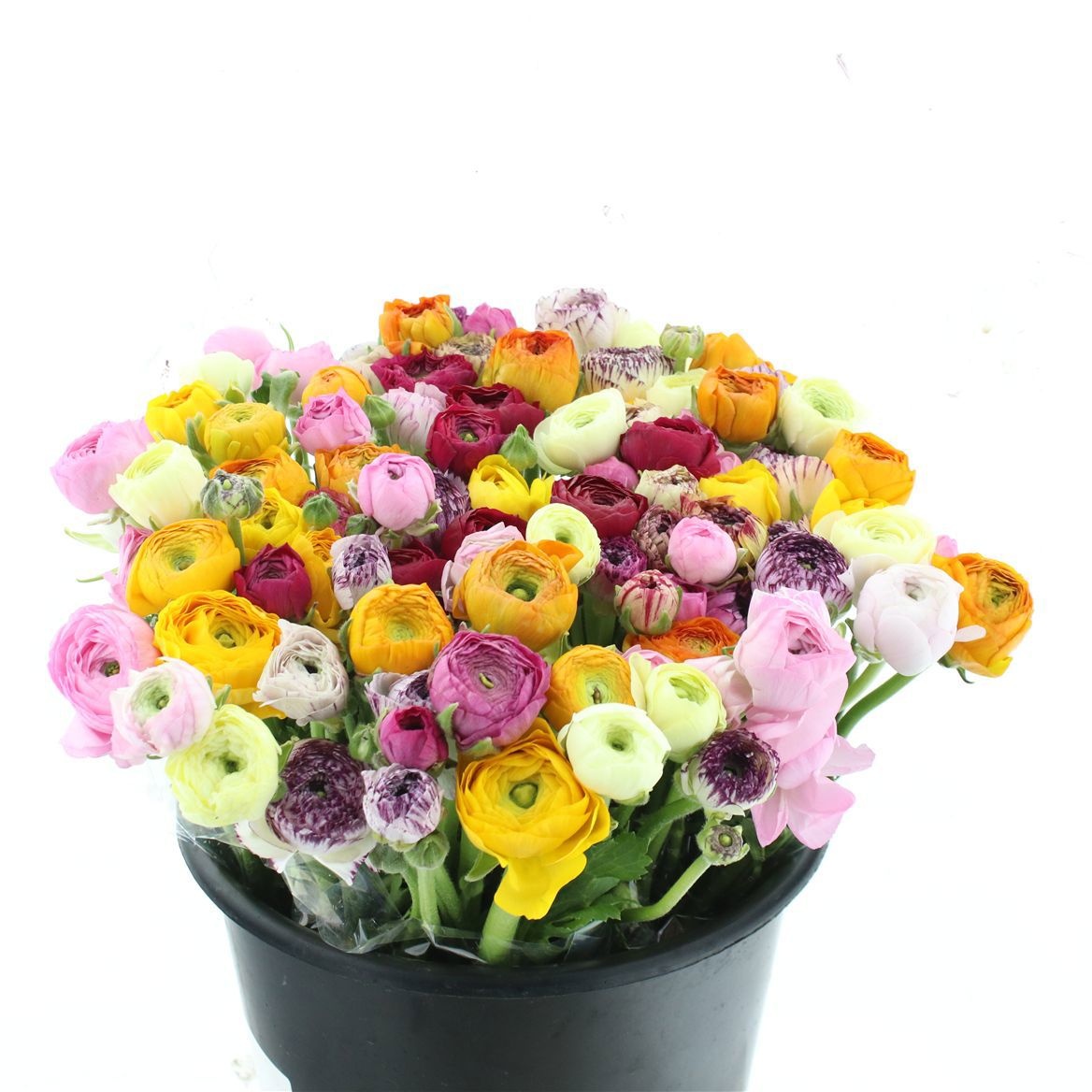 Ранункулус Микс в пачке 40, шт.