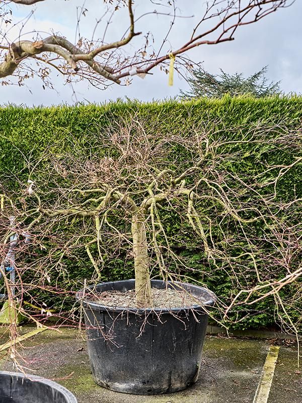 Acer pal. diss. 'Garnet', D 110