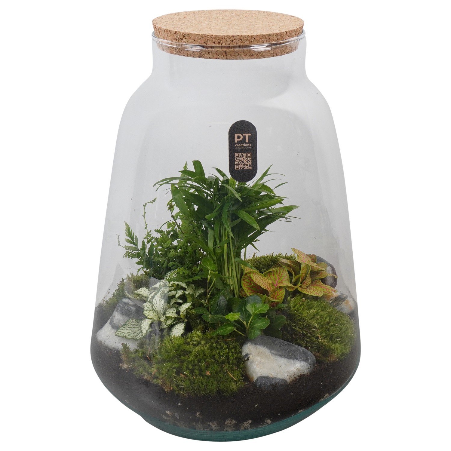 PTTER8138 Arrangement terrarium in glazen terrarium, D 26
