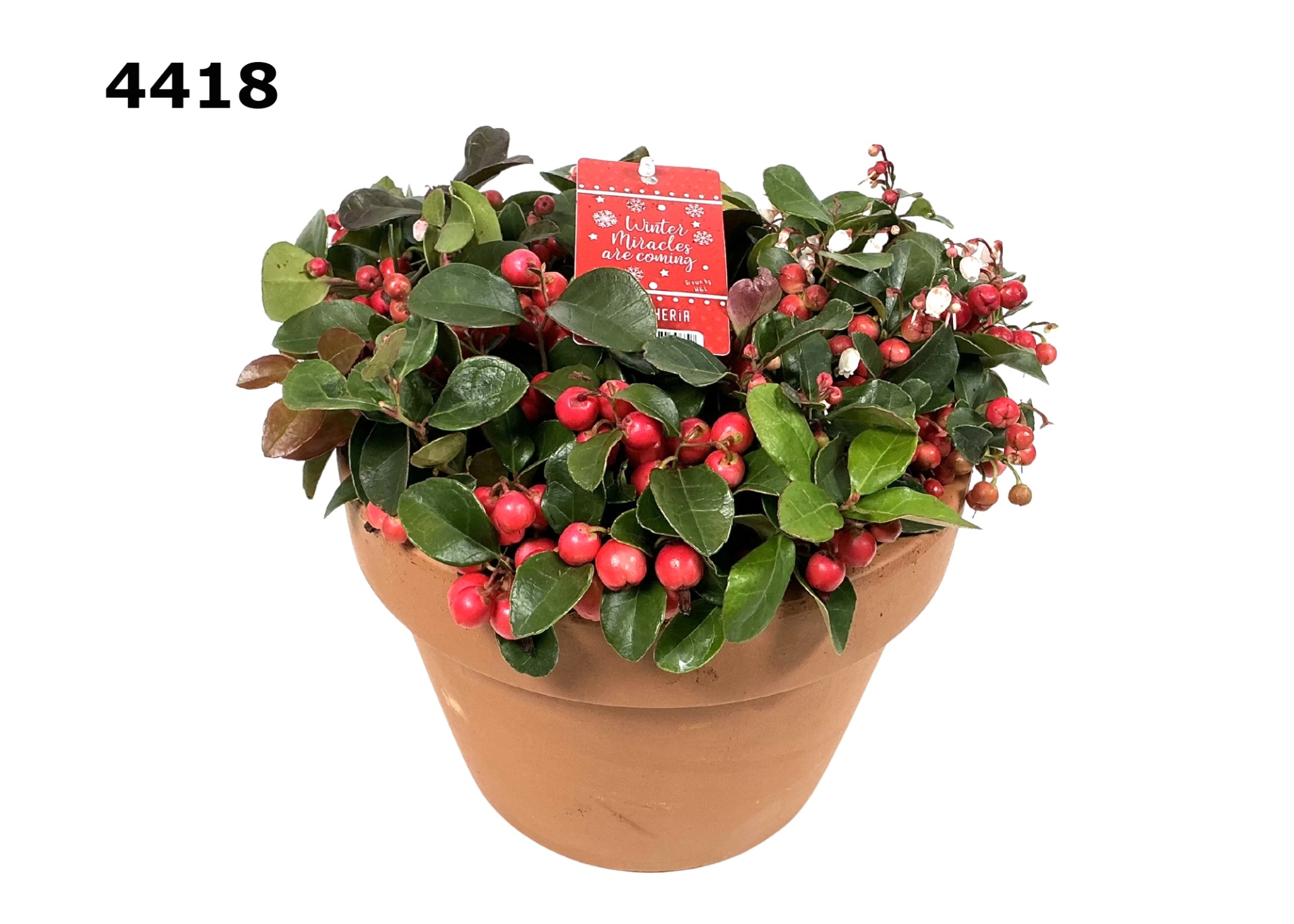Roodsteen schaal L gaultheria, D 21 cm