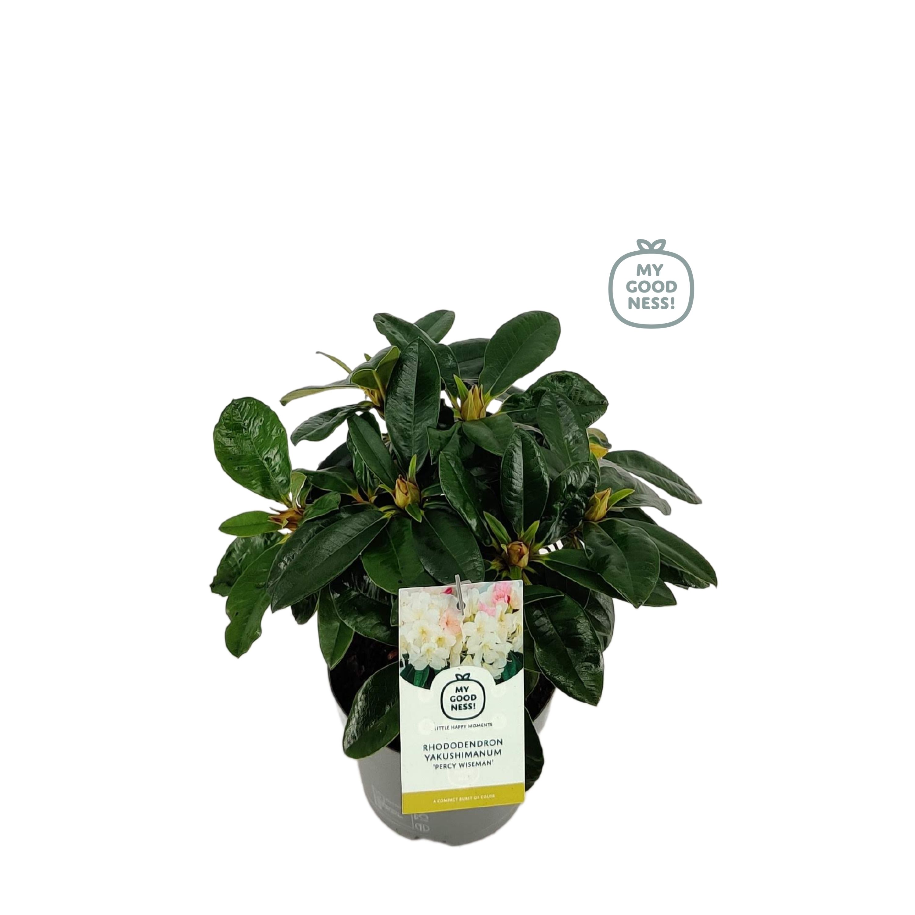 Rhododendron 15-20 /1.5 liter 'Percy Wiseman', D 15