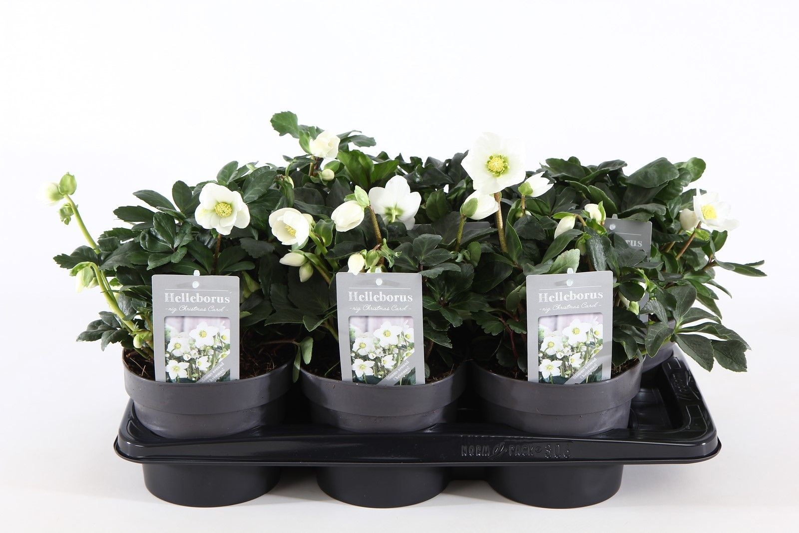 Helleborus nig. 'Christmas Carol' P17/C2, D 17