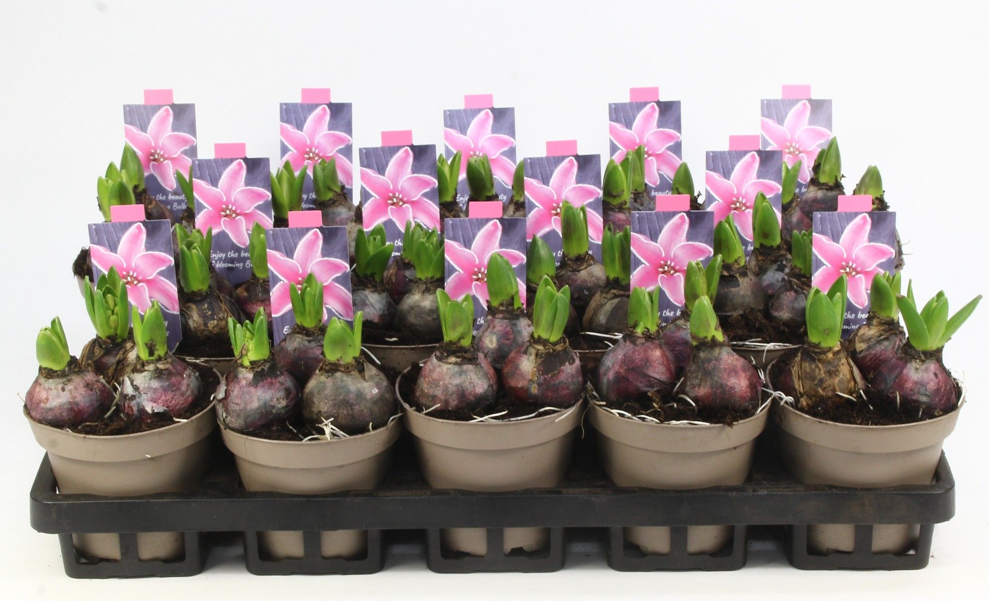 HYACINT ROZE 12 Floratino, D 12