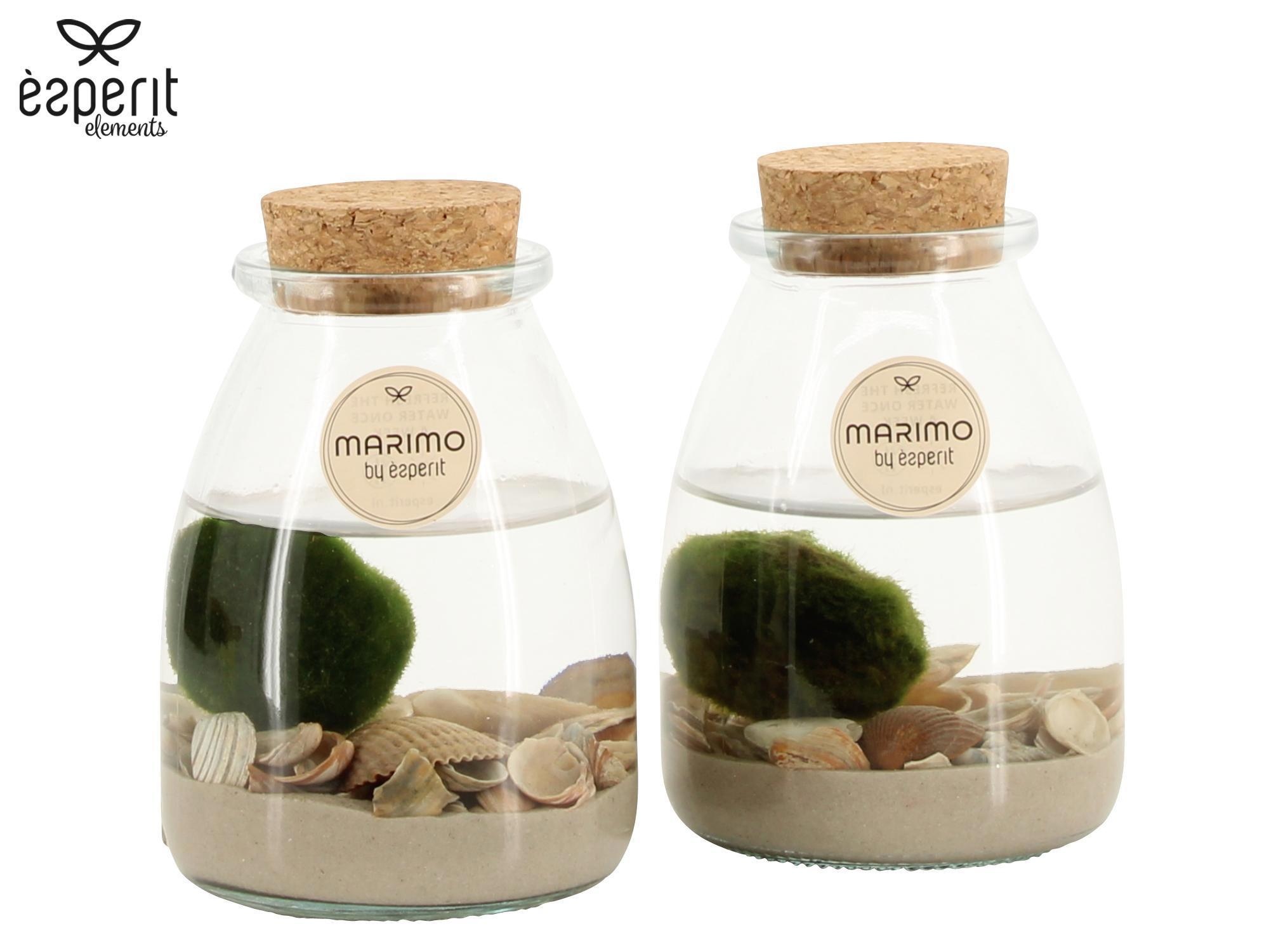 90968: Marimo arrangement, D 9