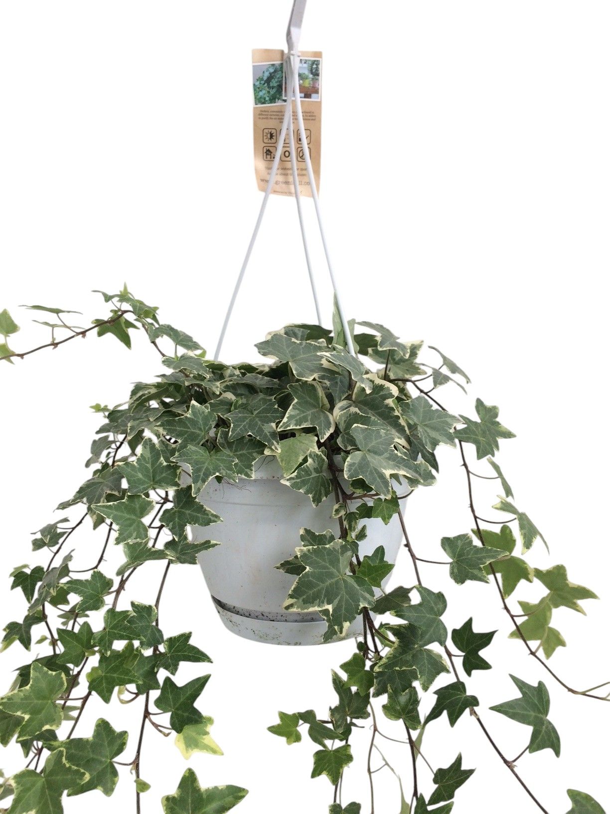 Hedera helix witbont - hangpot wit / basic, D 17
