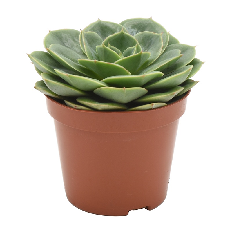 Echeveria Taco Rosetta, D 8,5 cm