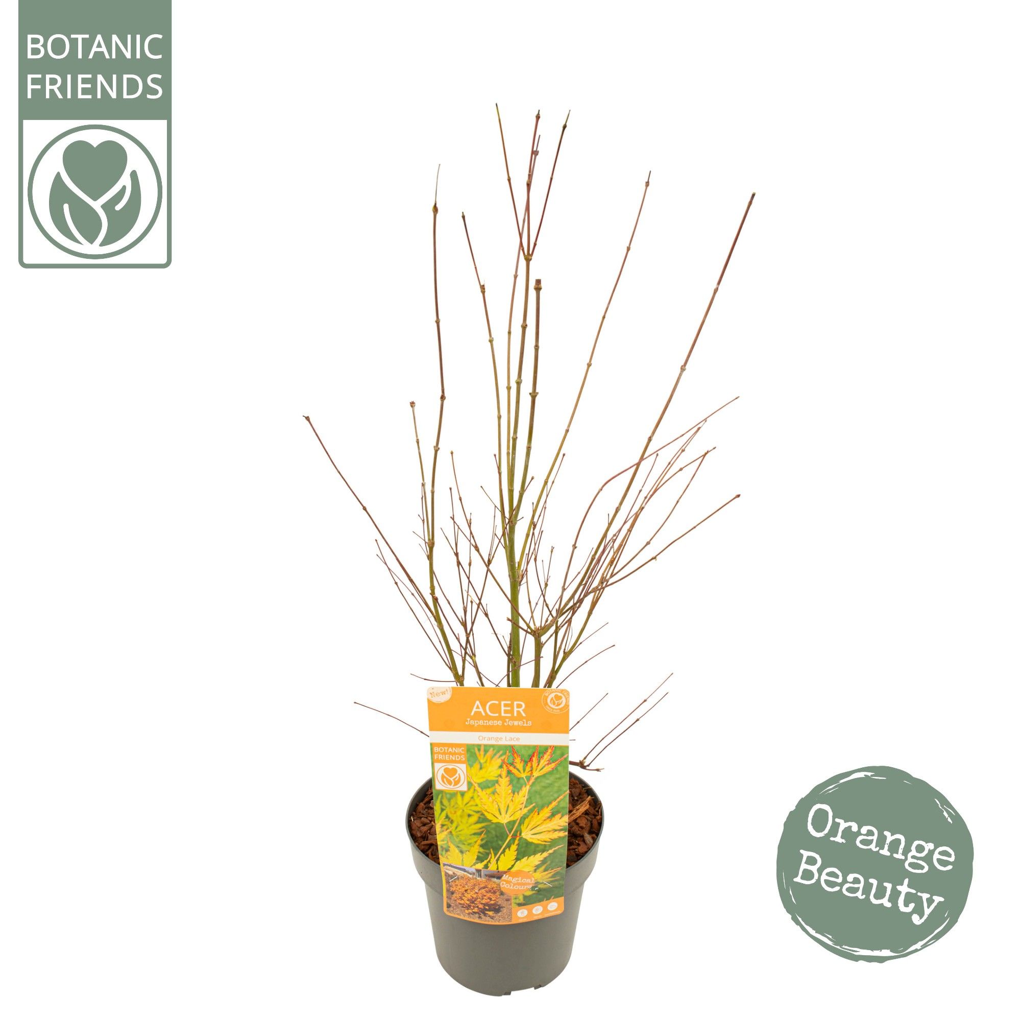 Acer palm. 'Orange Lace' ®, D 19