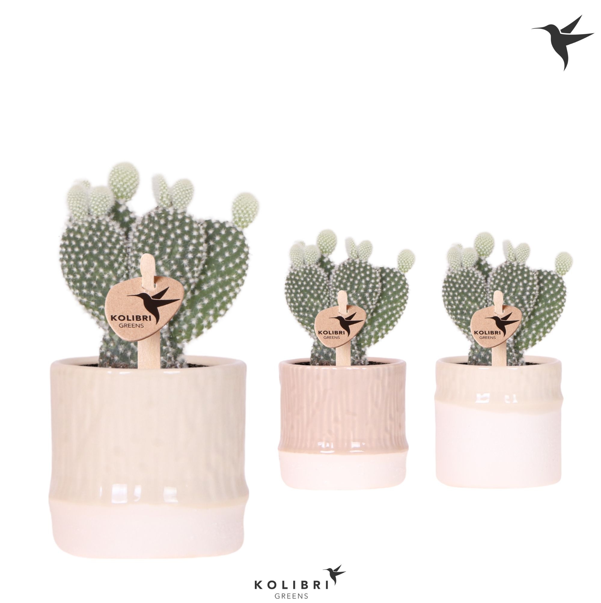 Kolibri Greens Opuntia white in Bamboo pot mix, D 6 cm