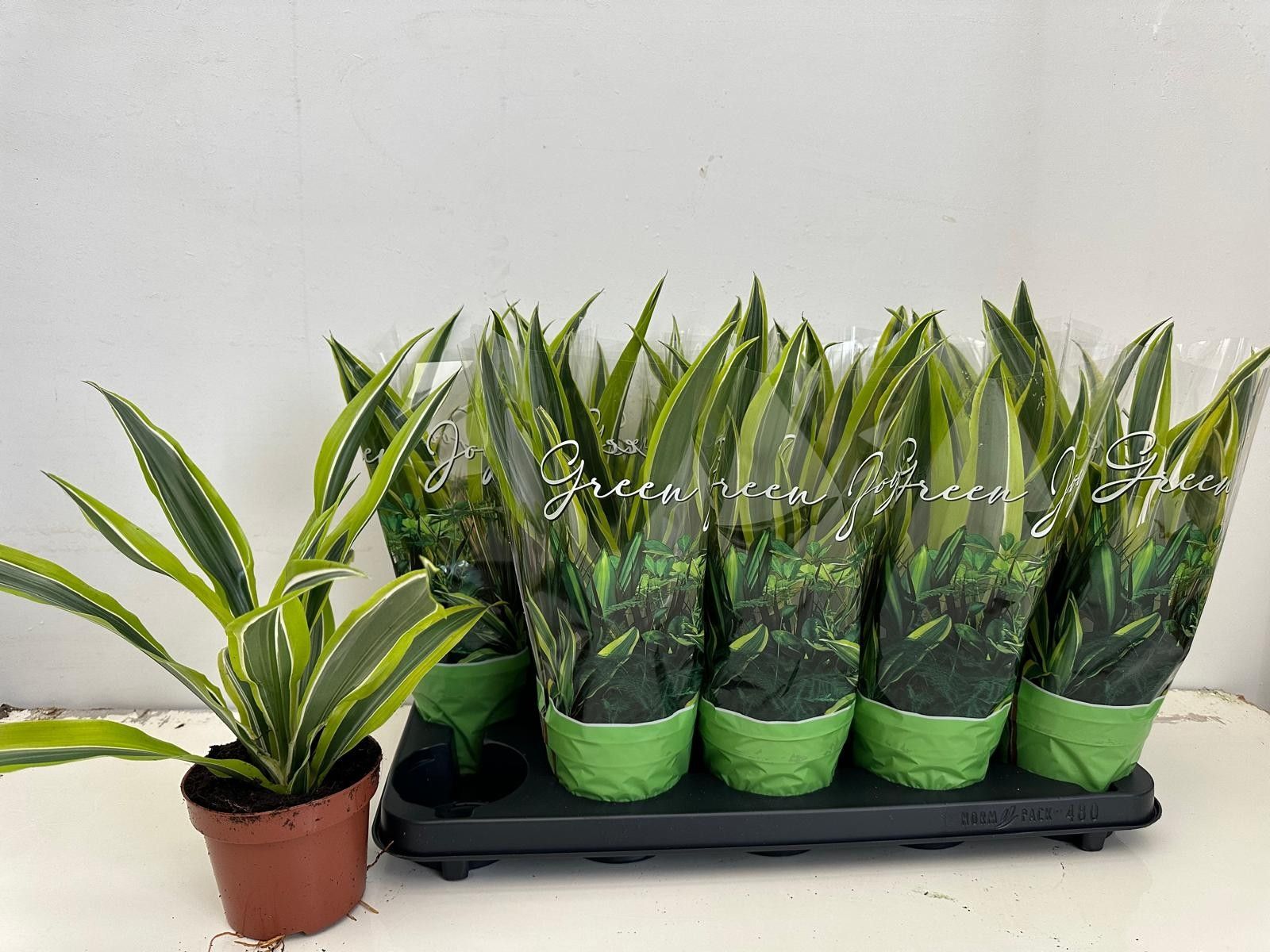 Dracaena fragrans (Deremensis Grp) Lemon Lime, D 12