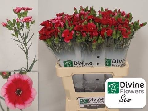 Диантус куст. Соломио Сем, шт.