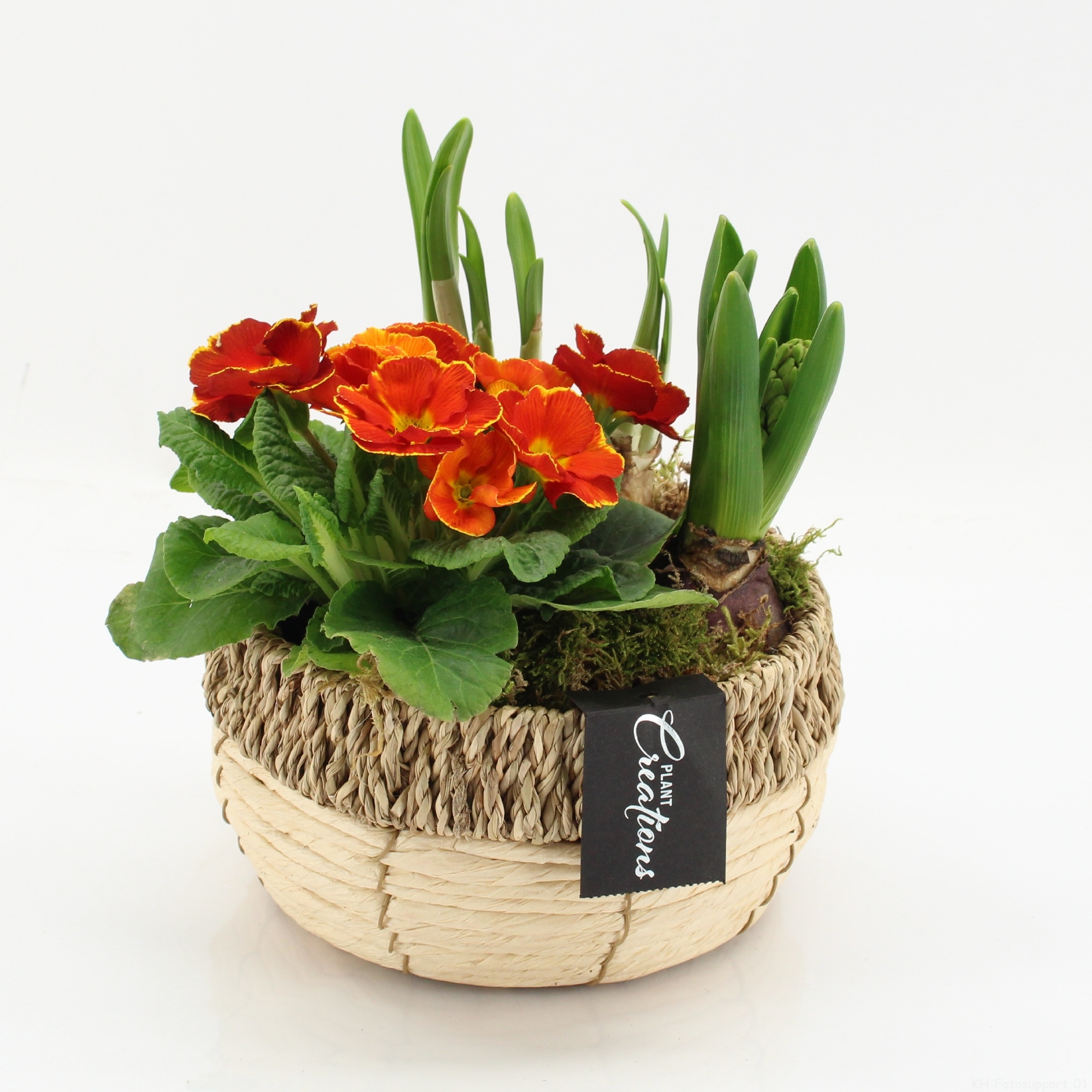 PMCR-2632 Primula creations, D 18