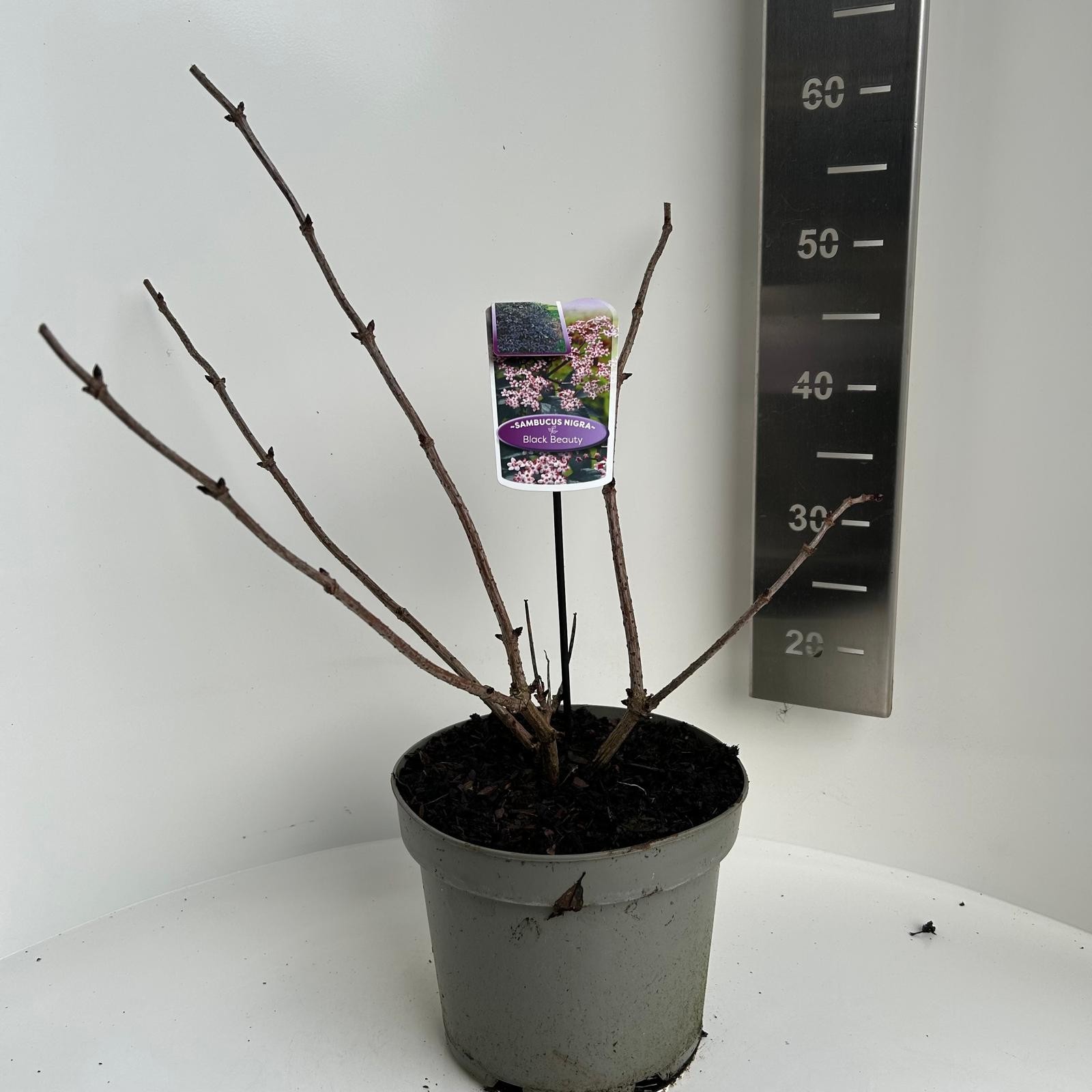 Sambucus nigra Black Beauty, D 23