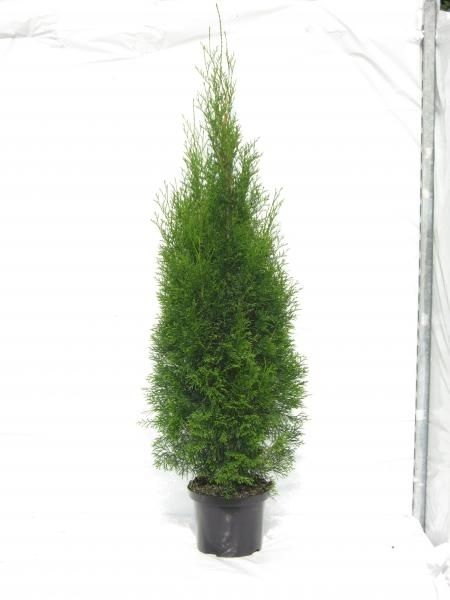 Thuja occidentalis 'Smaragd', D 23