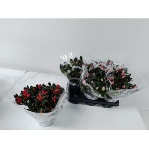 P13 Azalea mix kleuren in hoes margueritte, D 13 cm