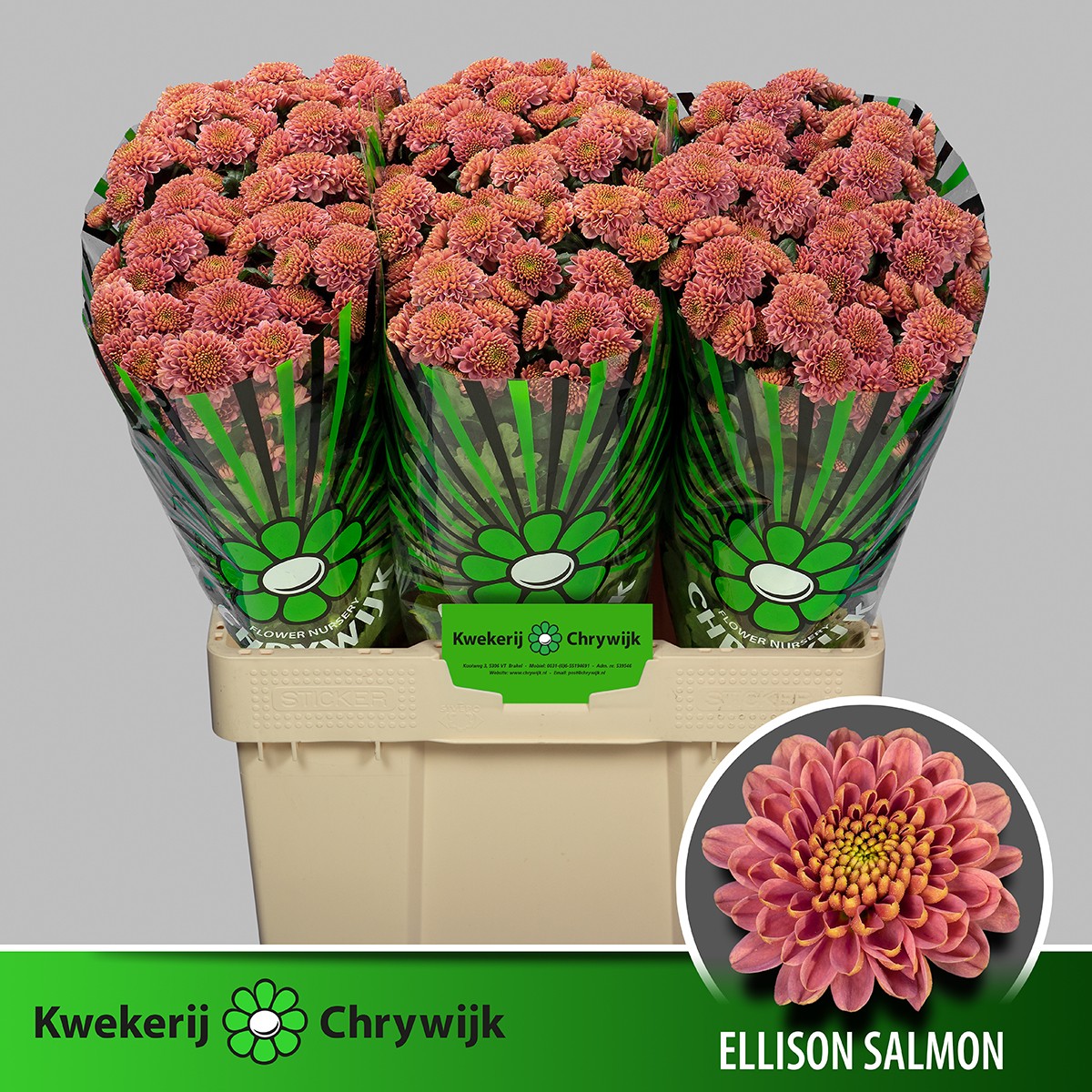 Сантини Эллисон Салмон, шт.