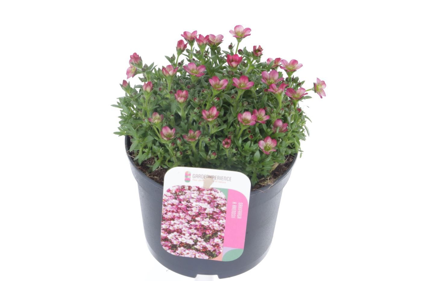 Saxifraga arendsii Ice Colours Appleblossom, D 13