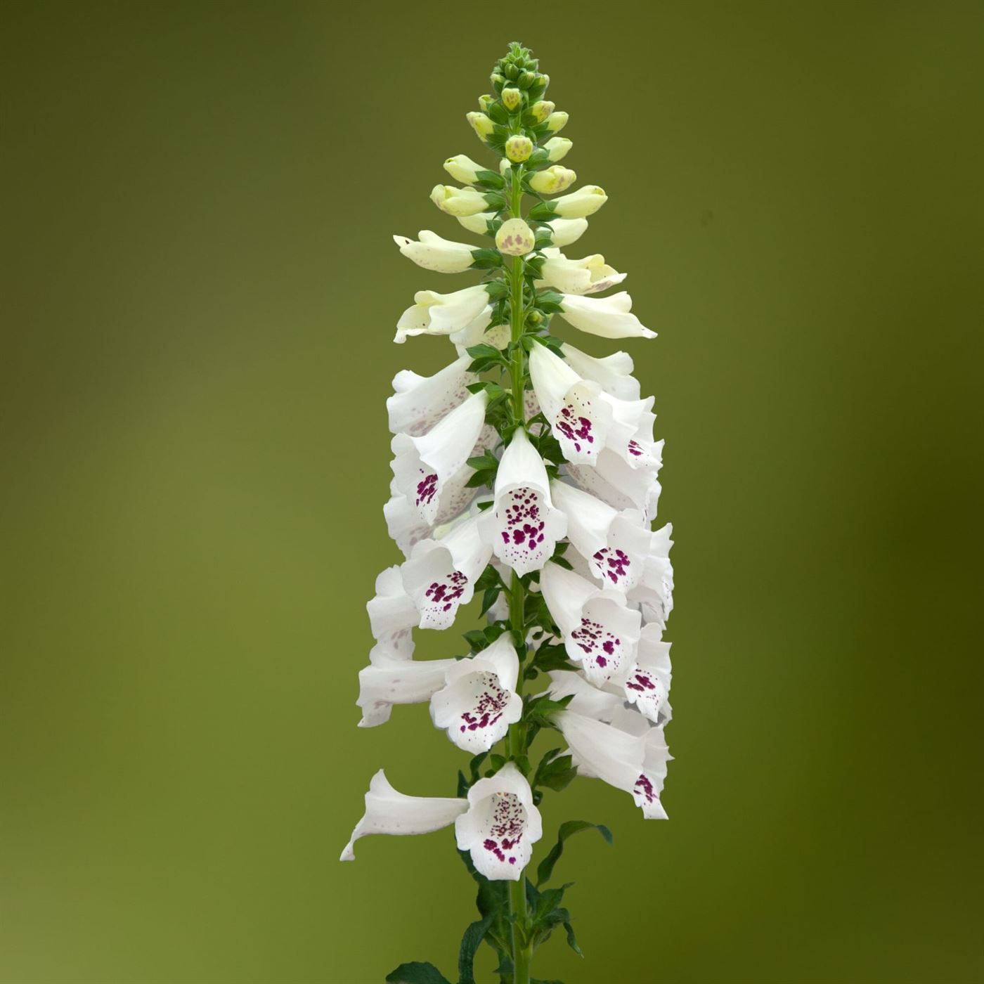 Digitalis purpurea Dottie White, D 17