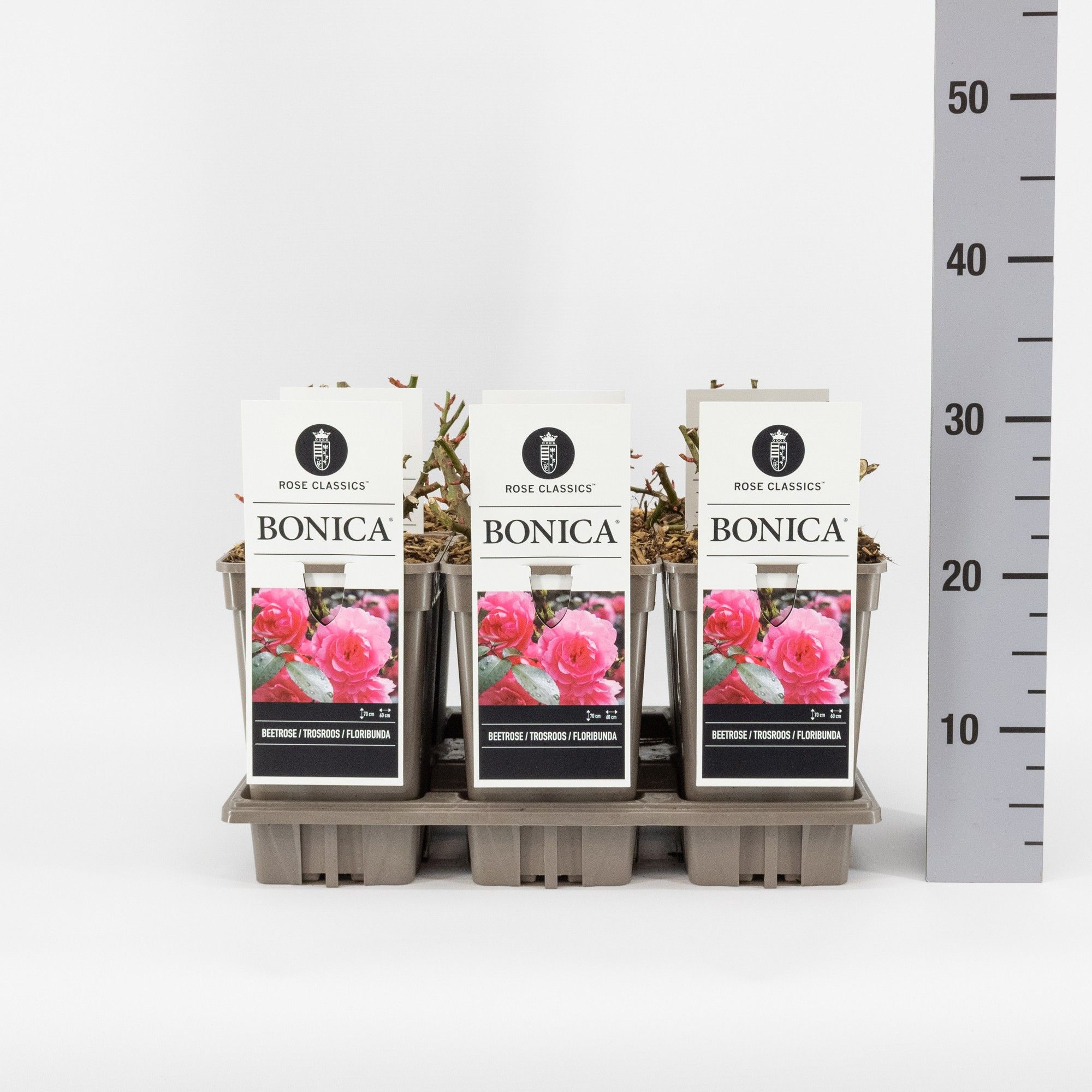 Rosa (F) Bonica ®, C3, D 17 cm