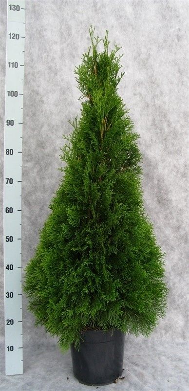 Thuja occidentalis 'Smaragd', D 24