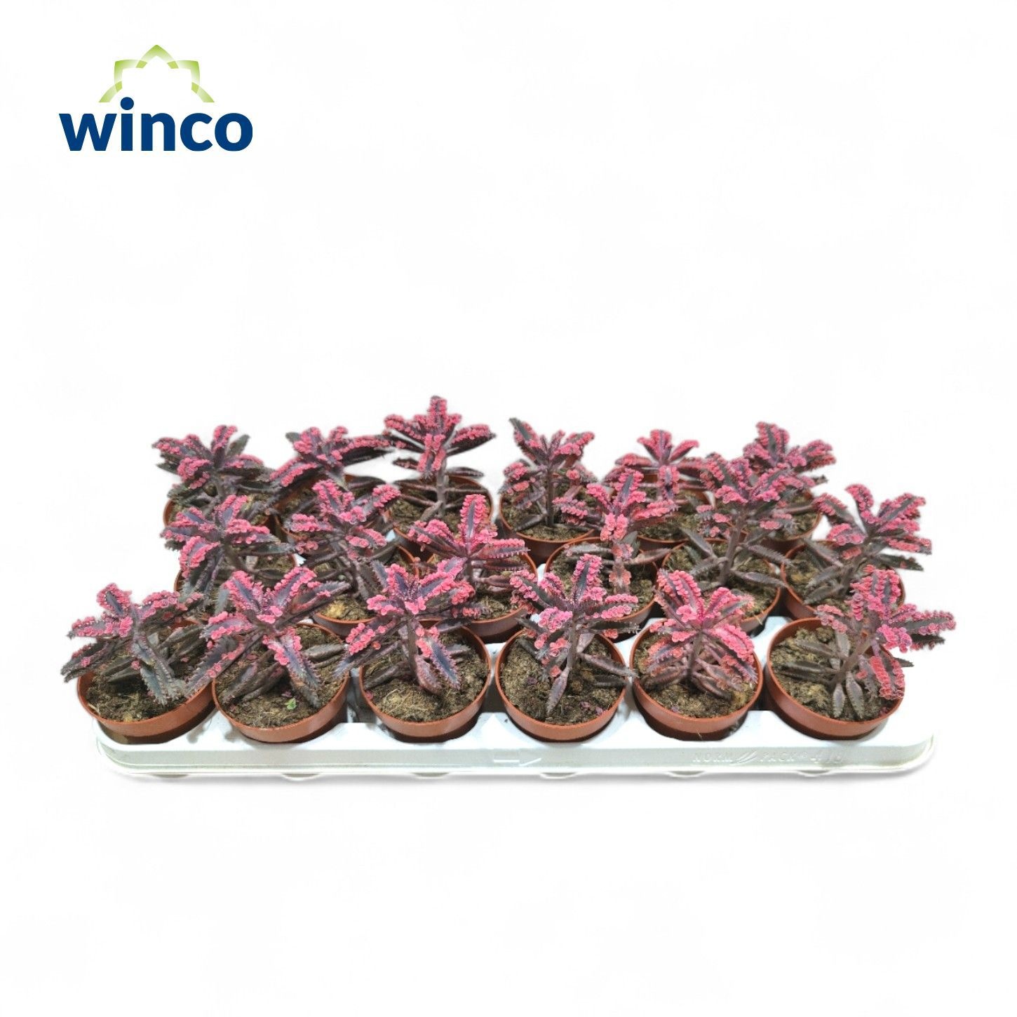 Kalanchoe Pink Butterfly (single), D 8,5 cm