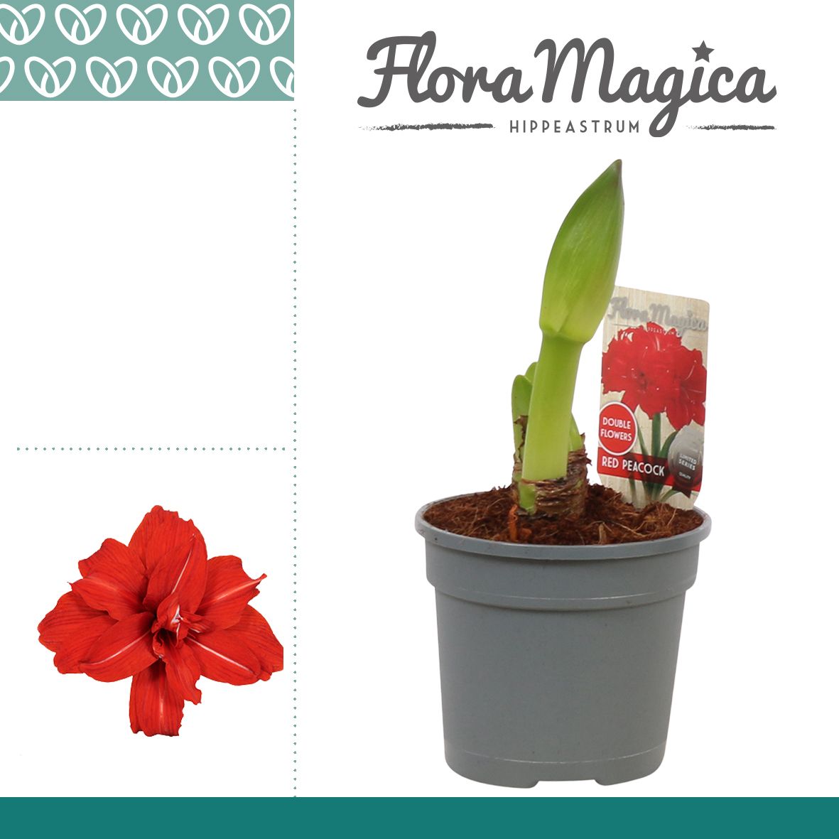 Amaryllis Red Peacock 2 Knop, D 13 cm