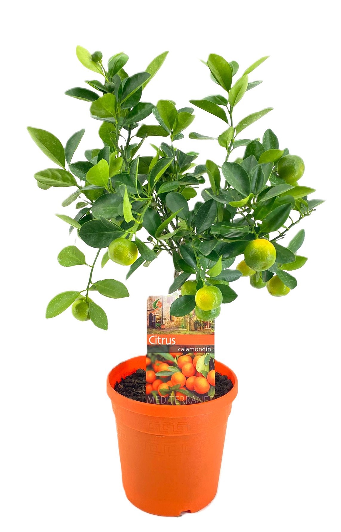Citrus calamondin, D 19