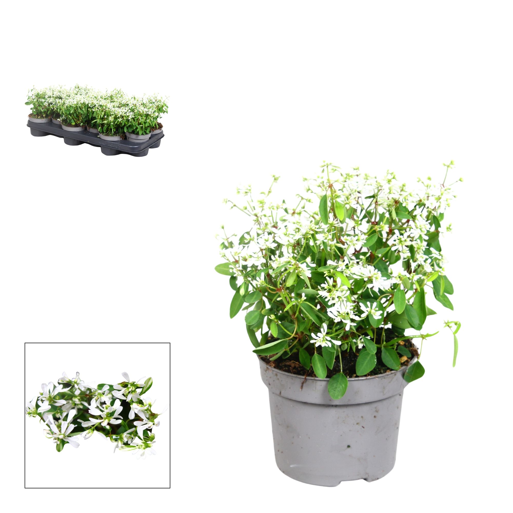 Euphorbia- 10,5 cm - white, D 10,5