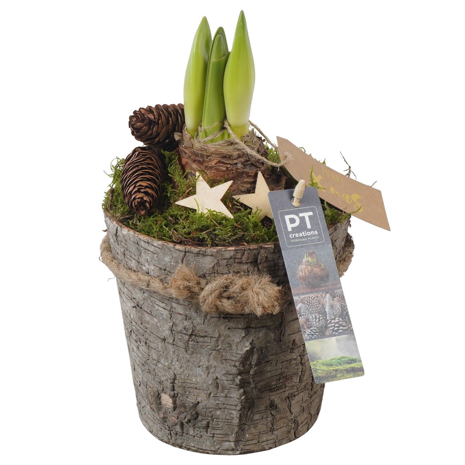 PTACH5887 Arrangement Amaryllis Christmas in houten bak, D 13 cm