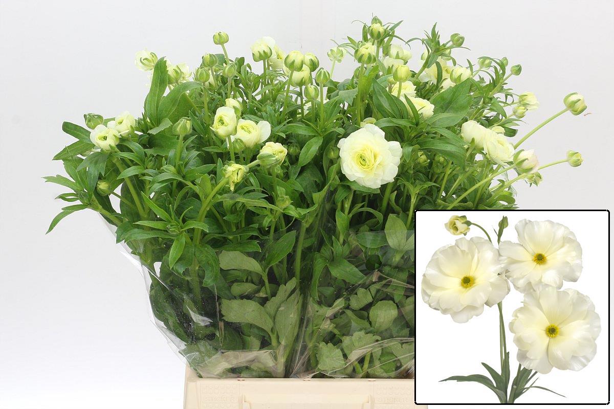 Ранункулус Баттерфлай Грейсес 50 (бел.), шт.