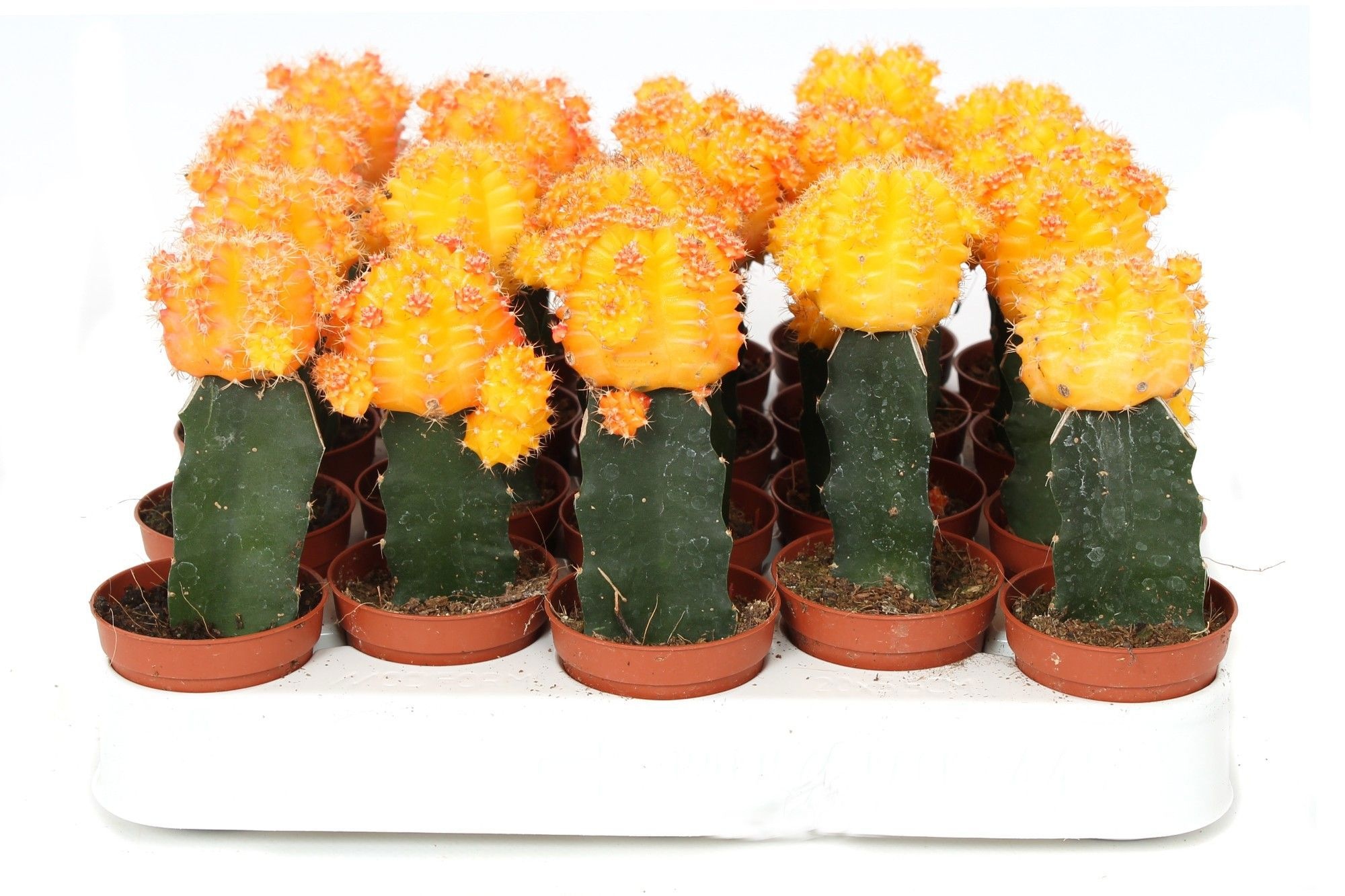 Cactus geent geel 5,5 cm, D 5,5