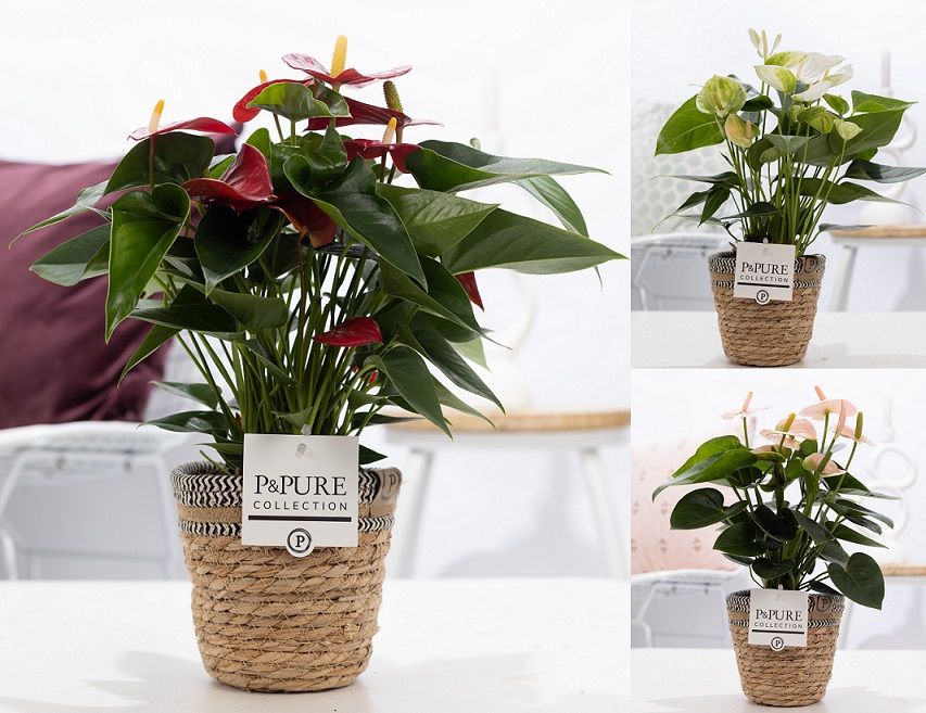 Anthurium mix in P&PURE Basket 6, D 12