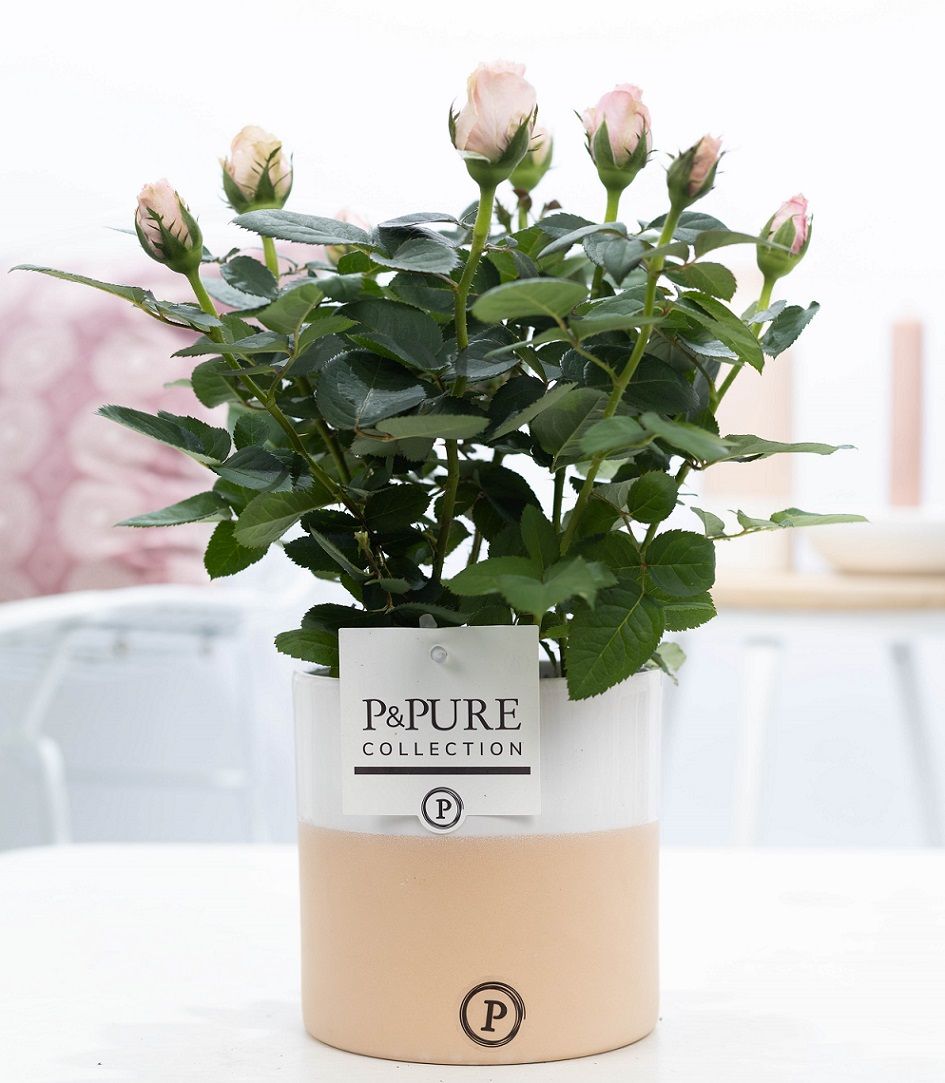 Rosa light pink in P&PURE Rosy ceramics, D 12