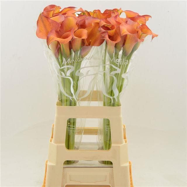 Калла Кэптен Тринити 70, шт.