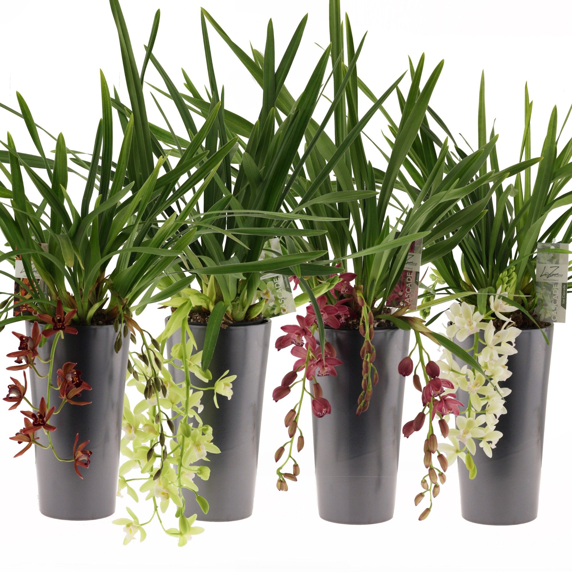 mix cascade, 3-4 tak incl. keramiek antraciet, D 14 cm