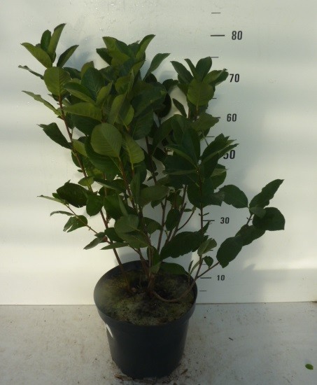 Aronia prunifolia Nero, D 27 cm