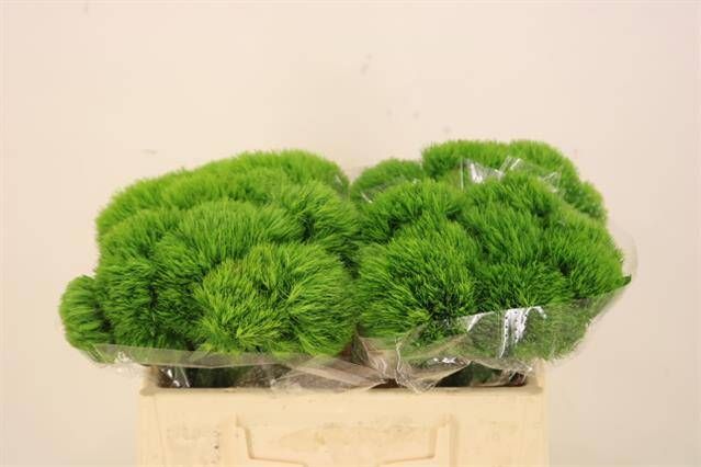 Диантус Барбатус Киви Меллоу 35, шт.