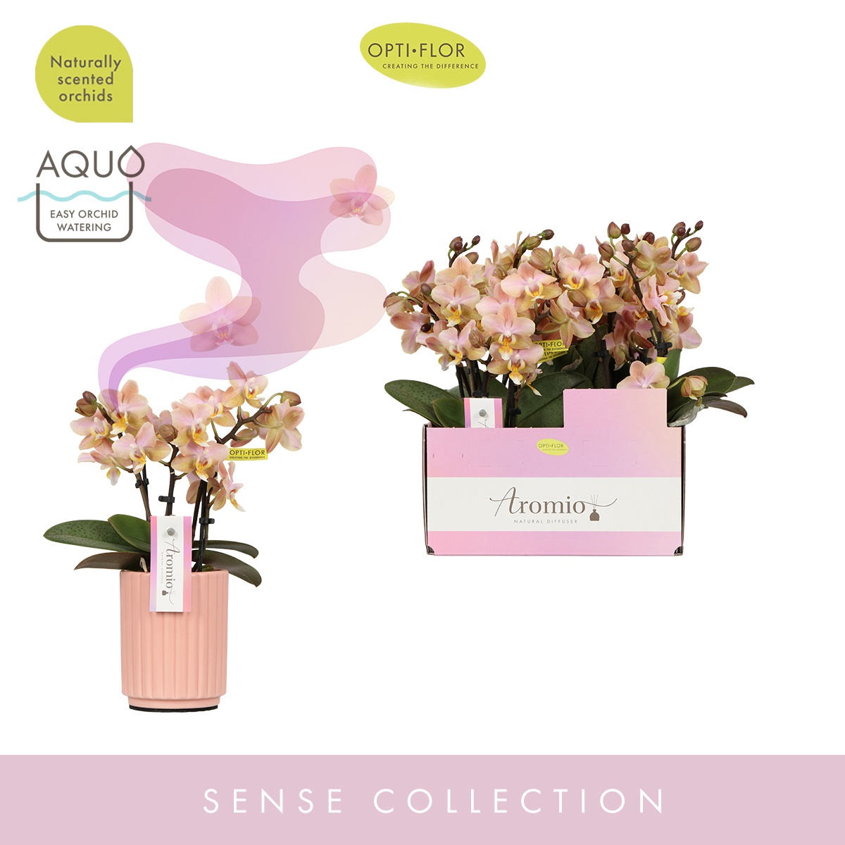 Aromio Honey 3 spike in Salmon Molise Aquo, D 7 cm