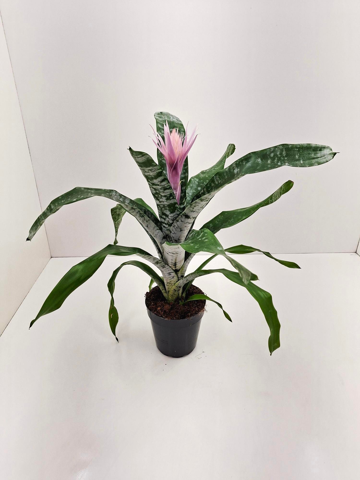 Aechmea Pink Dawn, D 15
