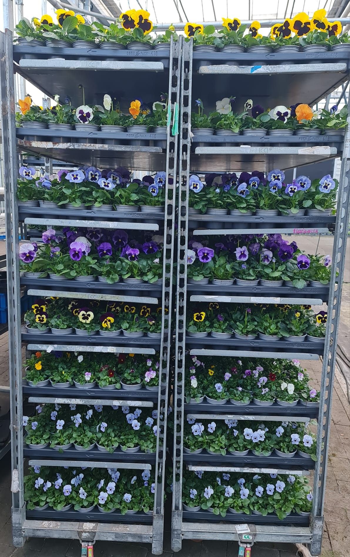 Viola9cmWittrokina/CornutaMixkar, D 9